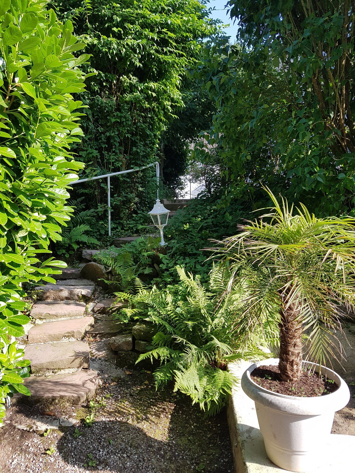 Escalier de jardin et fougères